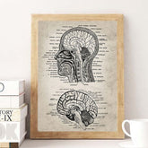 Steampunk brain anatomy drawing