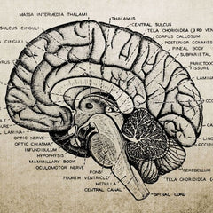 Steampunk brain anatomy drawing