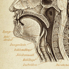 Steampunk brain anatomy drawing