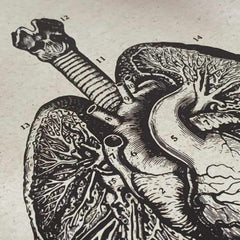 Steampunk heart and lungs drawing