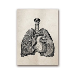Steampunk heart and lungs drawing