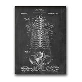 Steampunk ribs anatomy drawing
