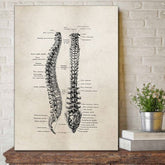 Steampunk spine anatomy drawing